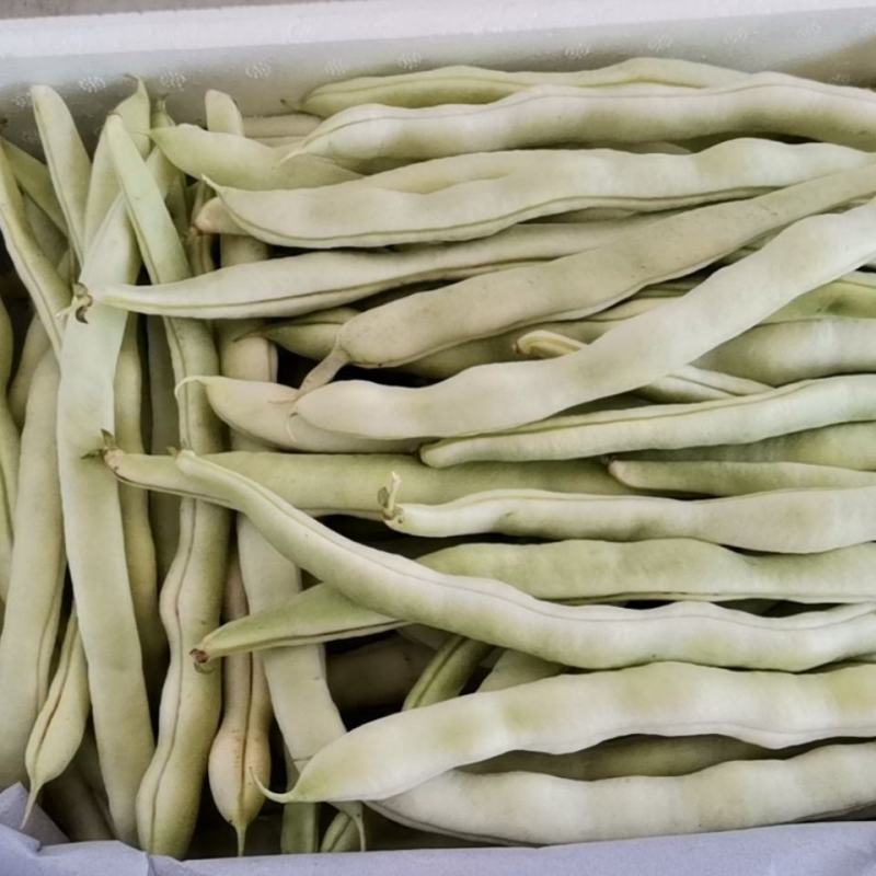 豆角白芸豆白不老架豆王白豆角