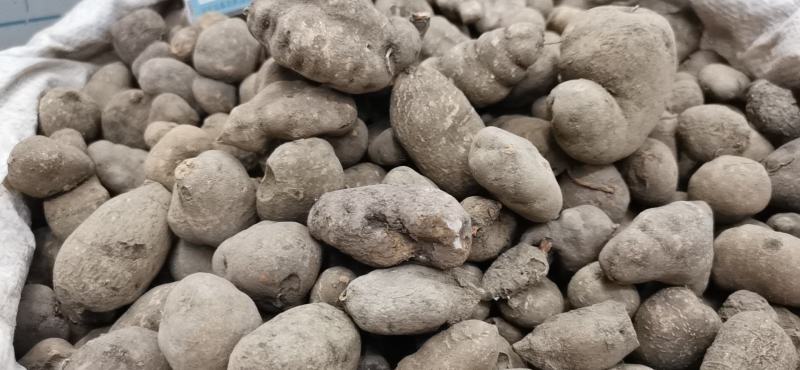 三叶青产地直发包邮发货一手货源量大从优