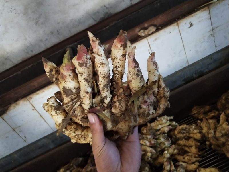 新鲜的黄姜产地。一手货源保质保量.品种齐全。价格实惠
