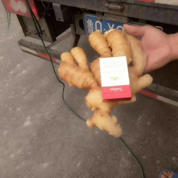面姜种植基地。出吐新鲜面姜。一手货源视频看货.耐储存