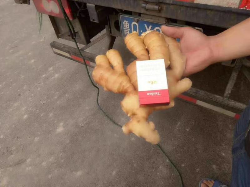 面姜种植基地。出吐新鲜面姜。一手货源视频看货.耐储存