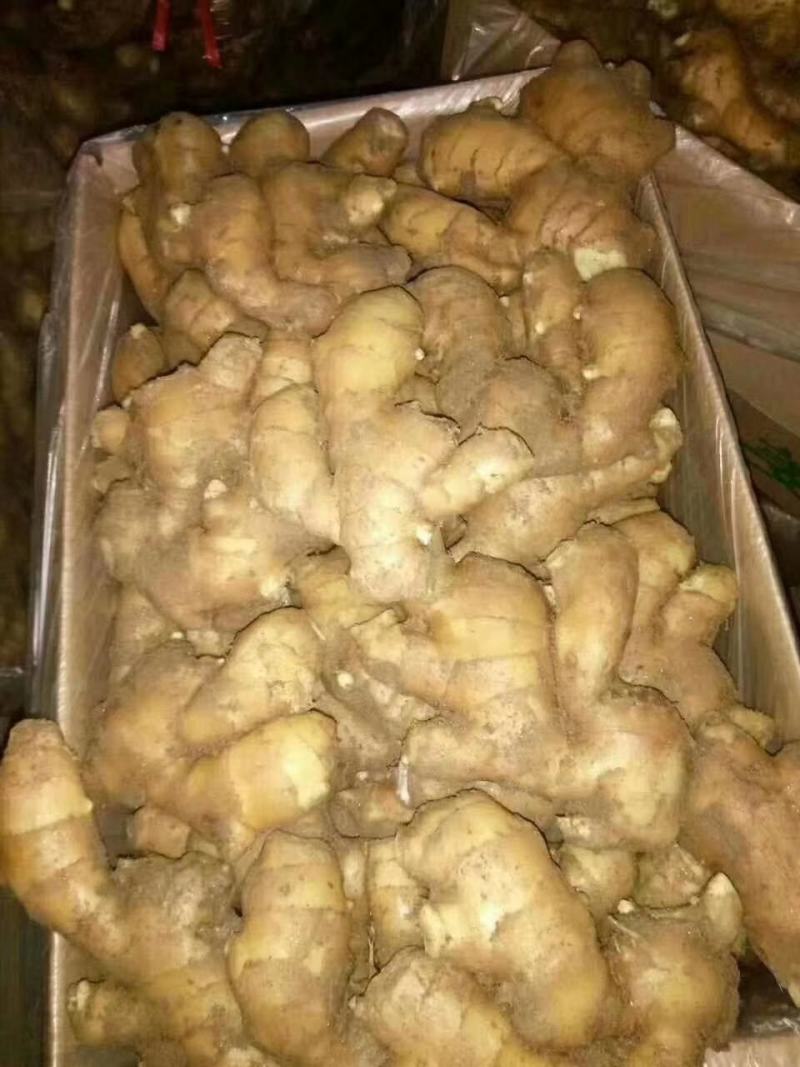 面姜种植基地。出吐新鲜面姜。一手货源视频看货.耐储存