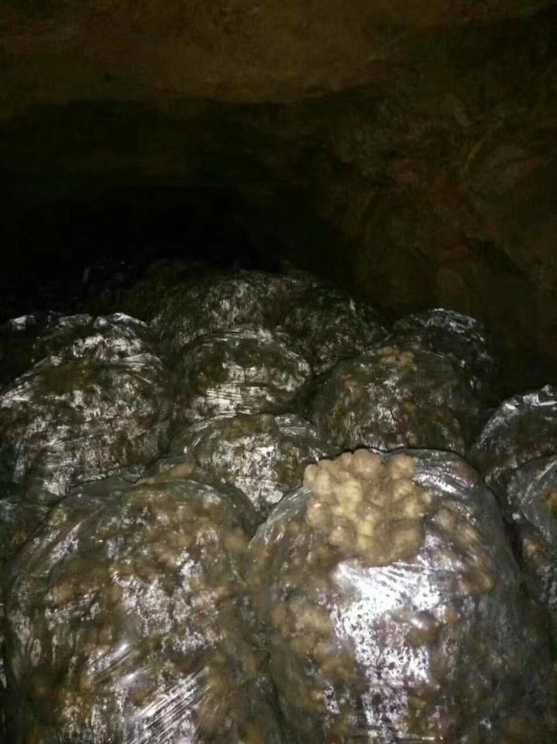 面姜种植基地。出吐新鲜面姜。一手货源视频看货.耐储存