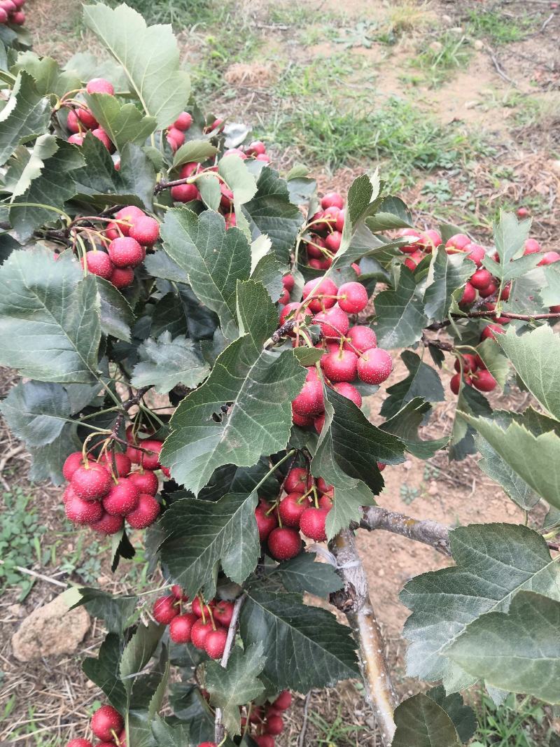 大金星山楂大量上市货源充足欢迎采购咨询协助发货。