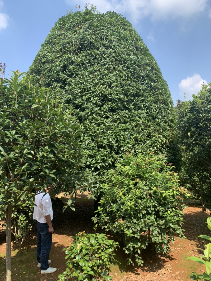 精品桂花树，6-7米高，冠幅6米左右，欢迎来电咨询