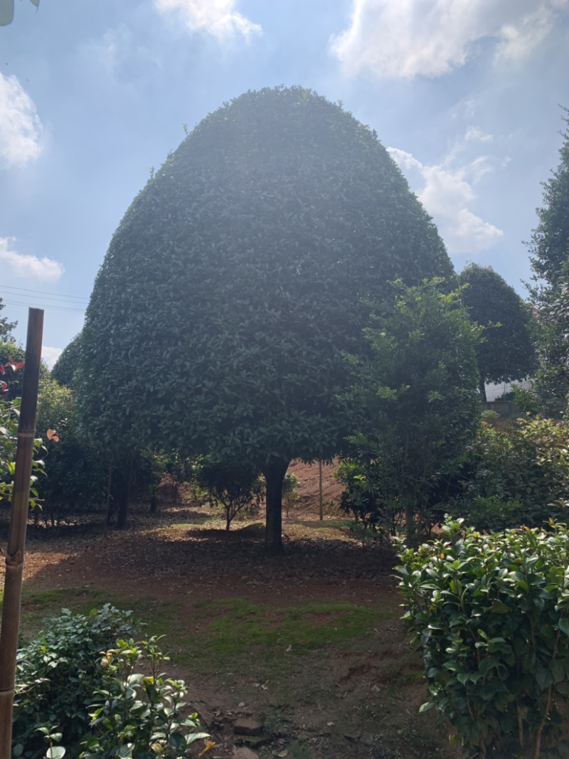 精品桂花树，6-7米高，冠幅6米左右，欢迎来电咨询