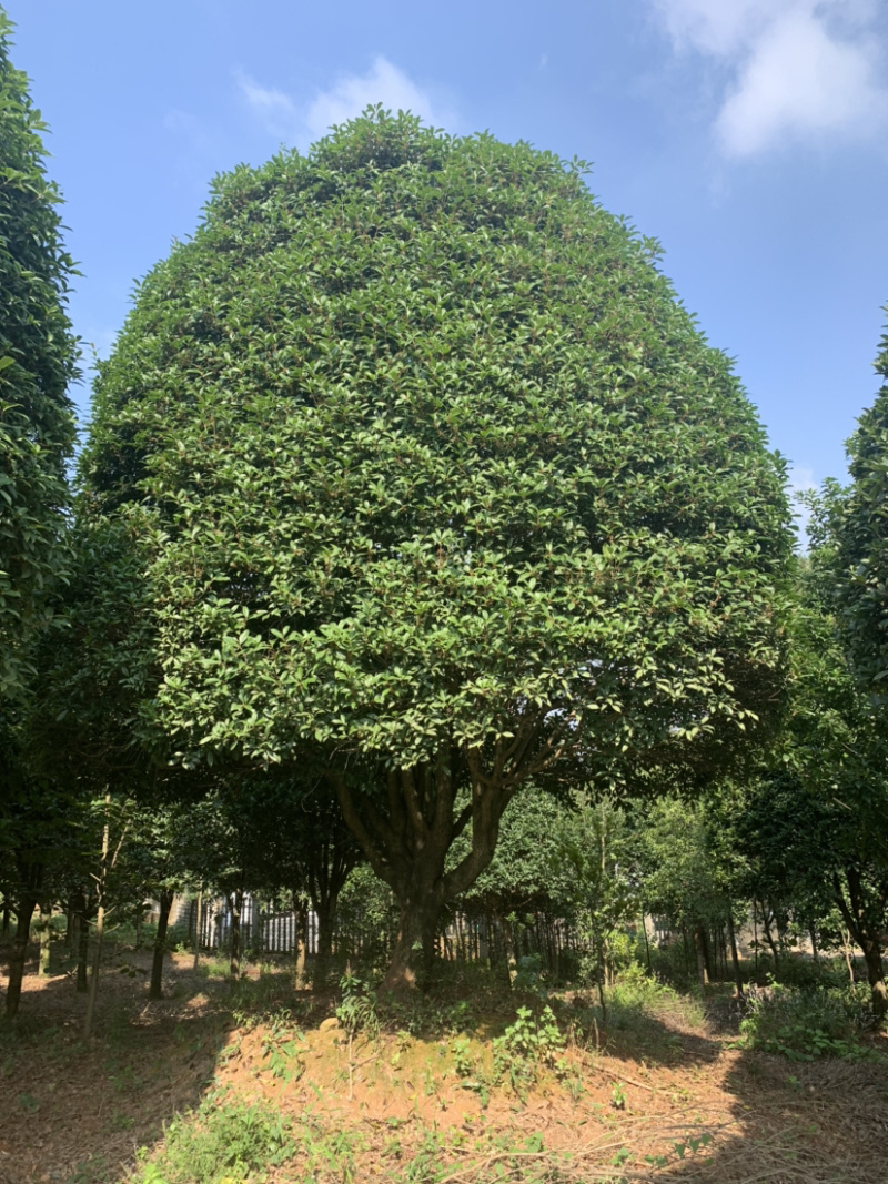 精品桂花树，6-7米高，冠幅6米左右，欢迎来电咨询