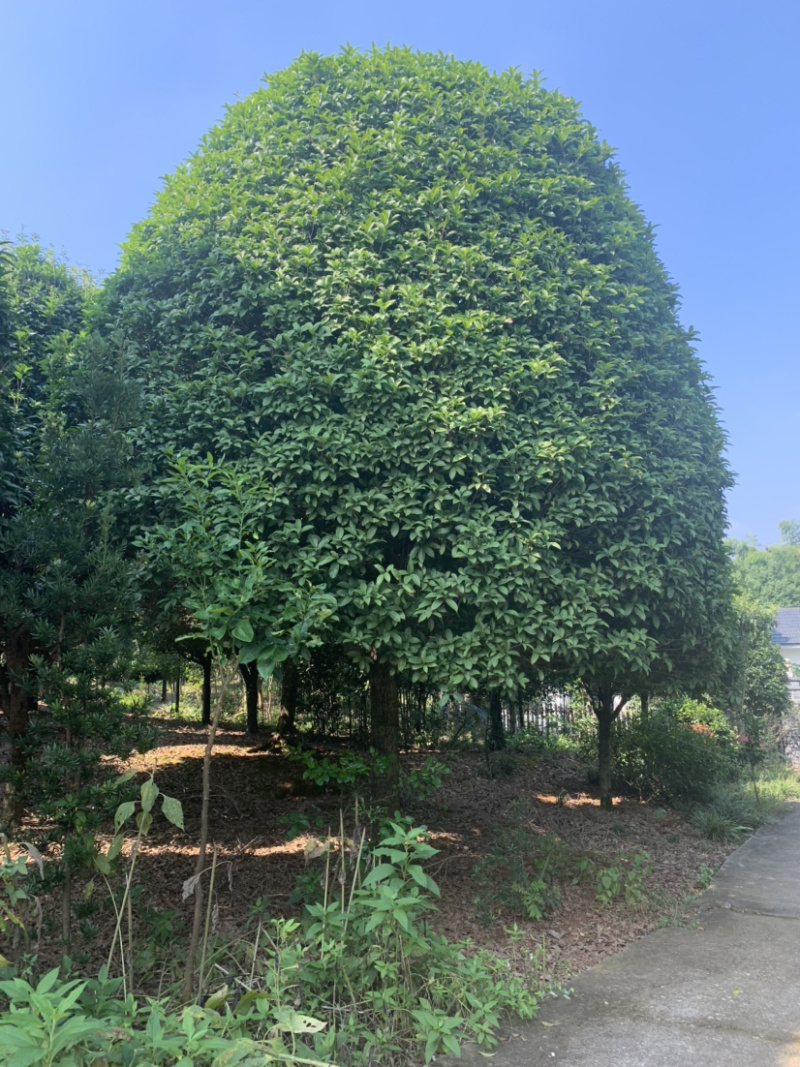 精品桂花树，6-7米高，冠幅6米左右，欢迎来电咨询