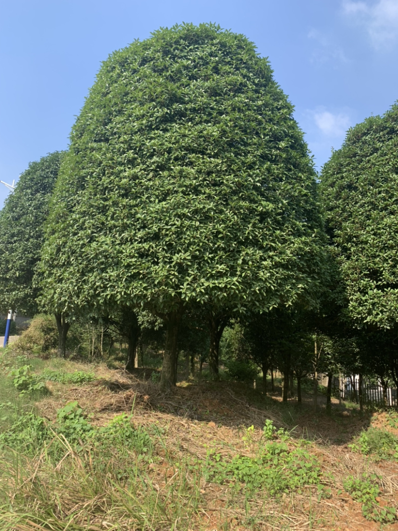 精品桂花树，6-7米高，冠幅6米左右，欢迎来电咨询
