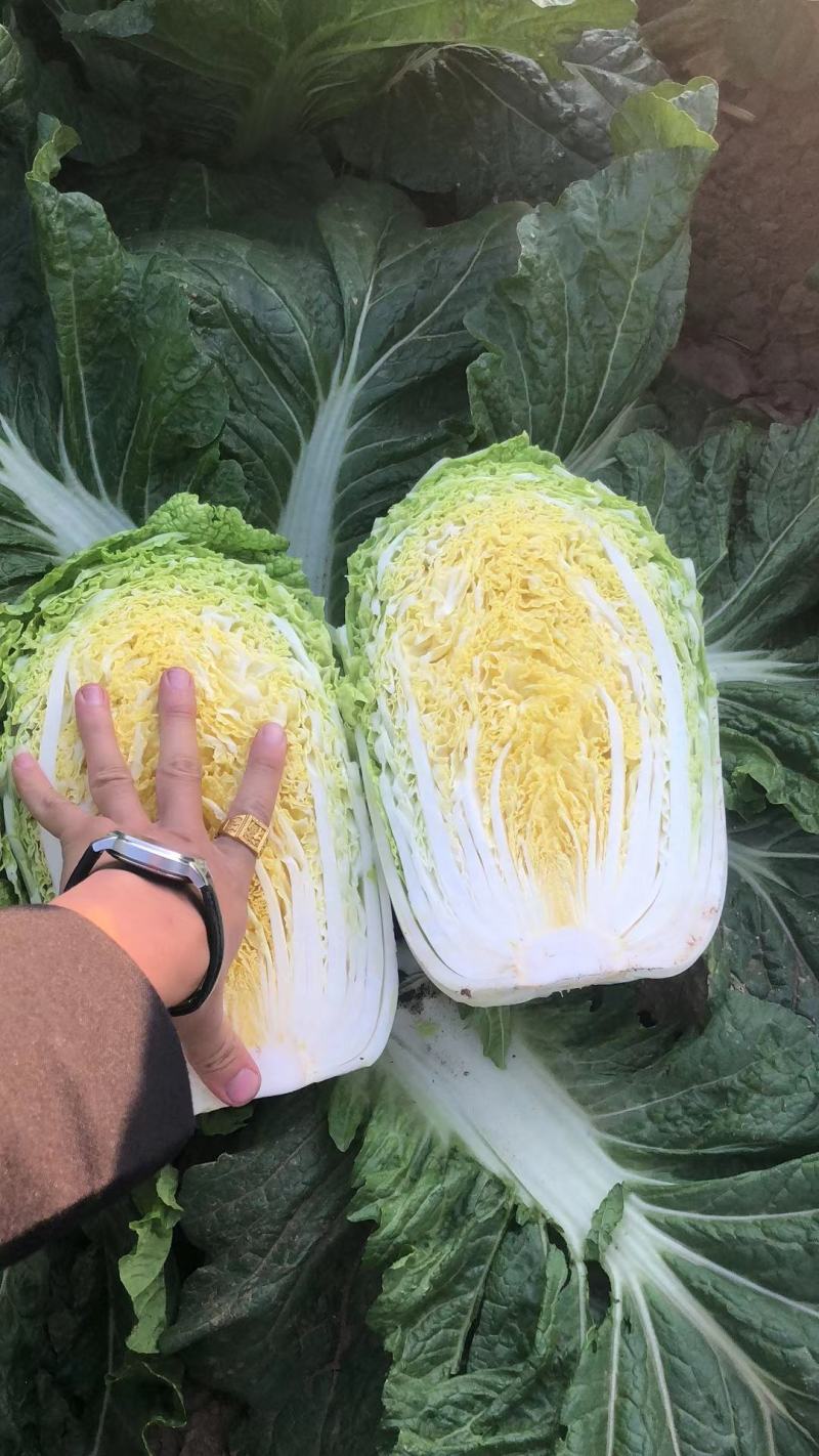 黄心白菜.河北玉田大一手货源，质量优益价格便宜，协办装车