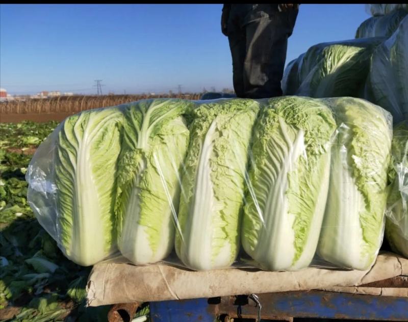 北京三号大白菜质量优异价格优惠散装袋装均可，视频可看货