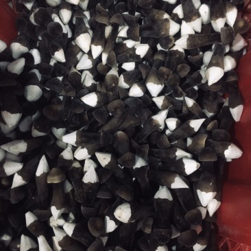 广东黑皮鸡枞菌哪家强