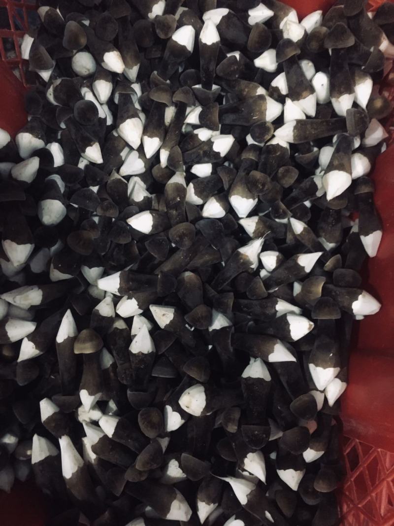 广东黑皮鸡枞菌哪家强