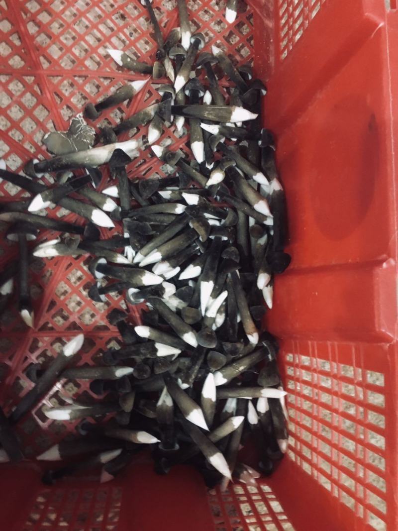 广东黑皮鸡枞菌哪家强