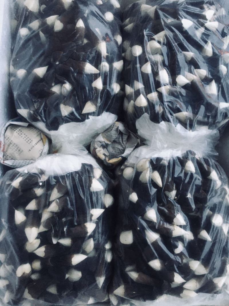 广东黑皮鸡枞菌哪家强