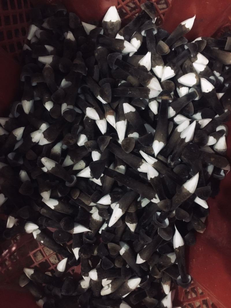 广东黑皮鸡枞菌哪家强