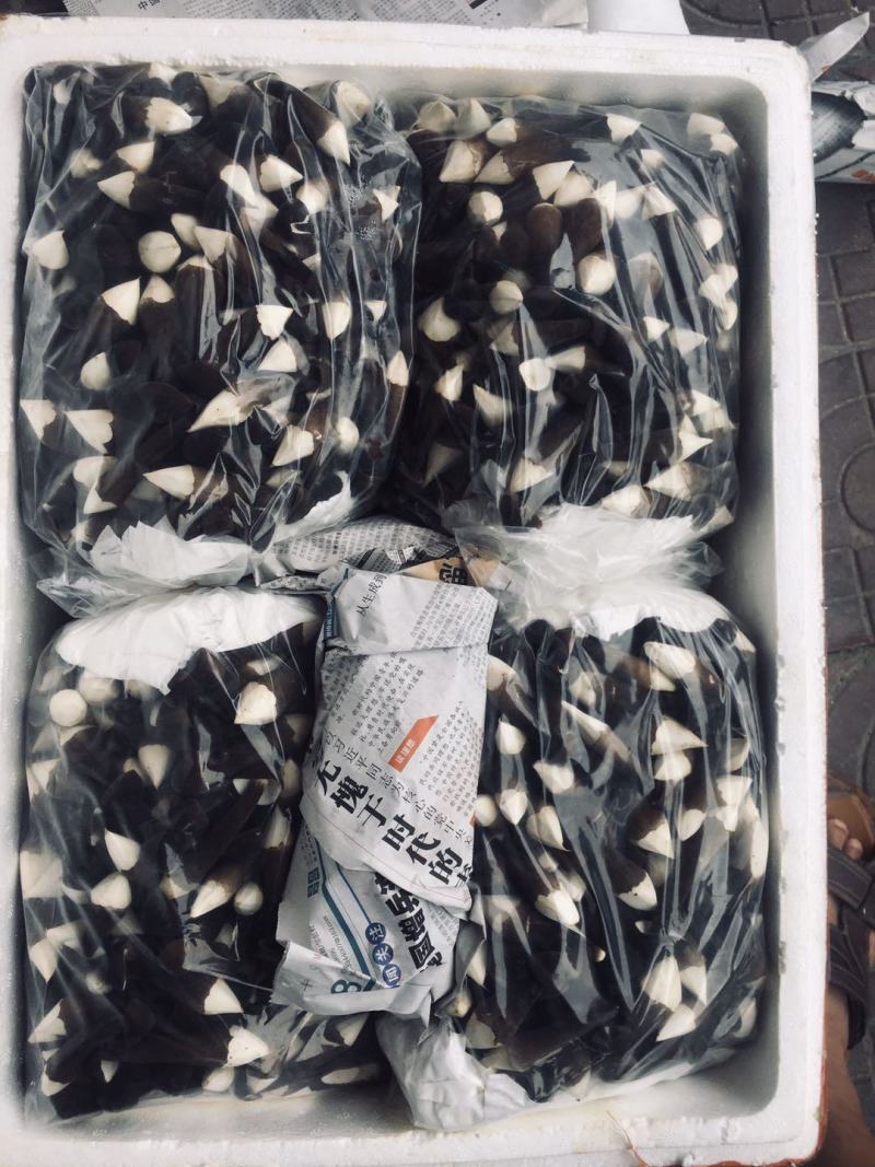 广东黑皮鸡枞菌哪家强