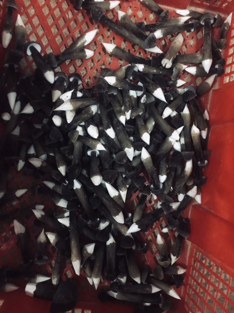广东黑皮鸡枞菌哪家强