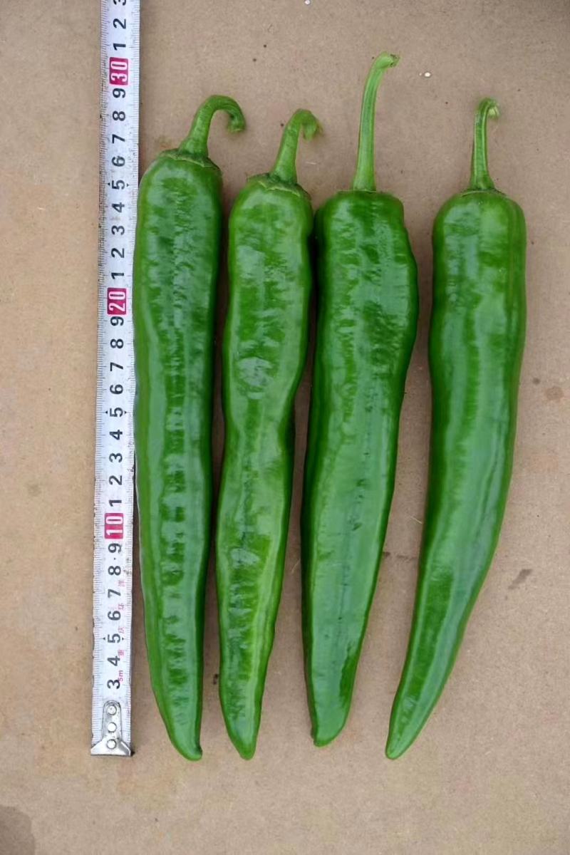 辣椒苗(3号,8号,朝天椒,大青椒）
