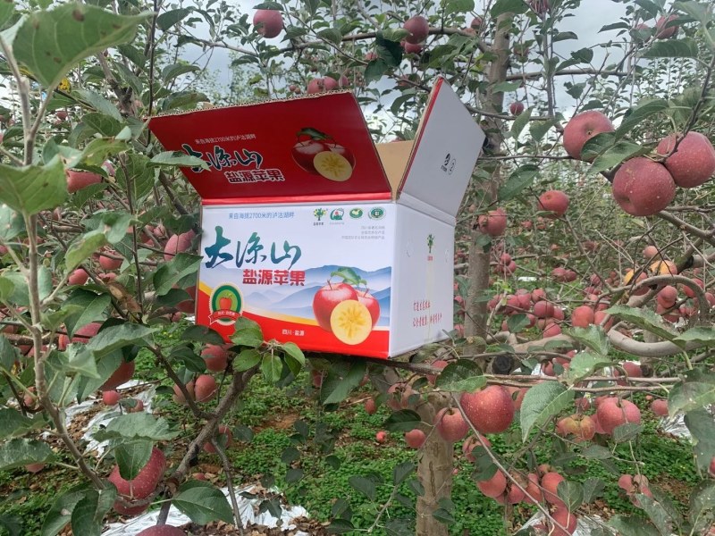 四川省大凉山，海拔在2700多高山生长的，盐源苹果红富士