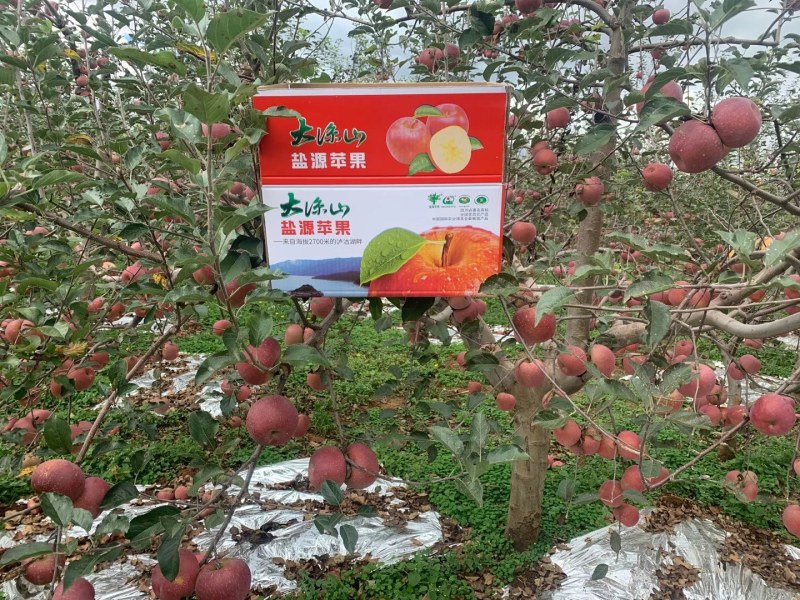 四川省大凉山，海拔在2700多高山生长的，盐源苹果红富士