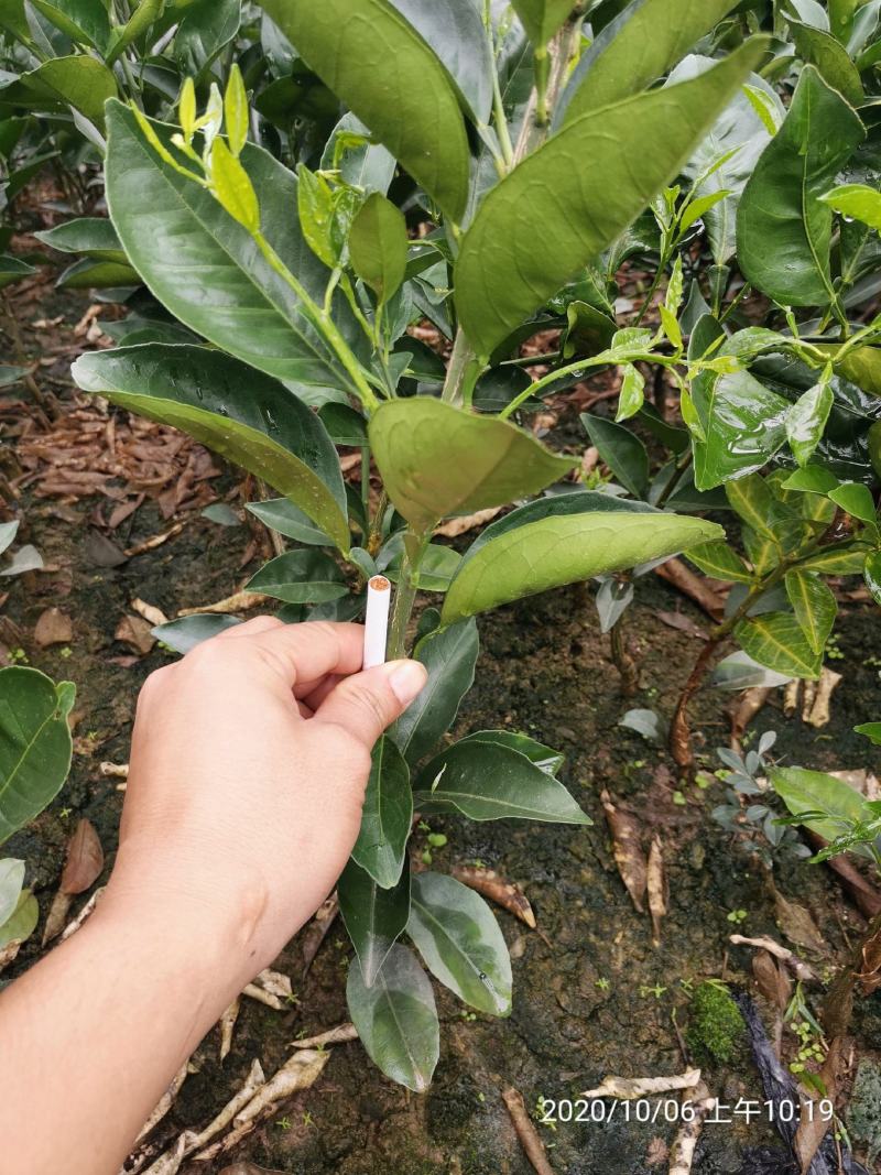 纽荷尔脐橙苗、基地直销、支持视频看货、欢迎来电咨询