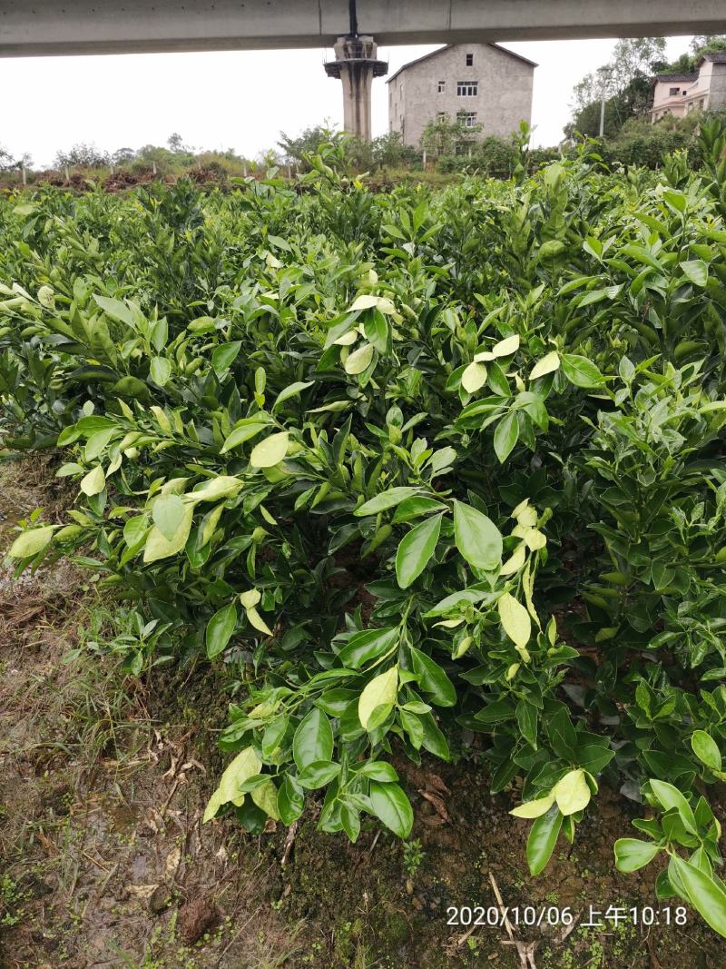 纽荷尔脐橙苗、基地直销、支持视频看货、欢迎来电咨询