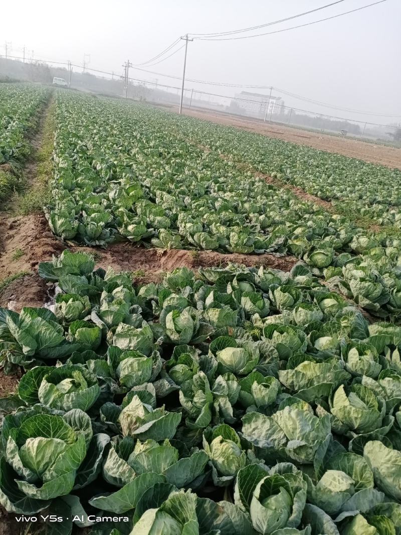 甘蓝，亮球，手感好，宣甘蓝