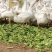 散养牧草饲养大白鹅长年供应