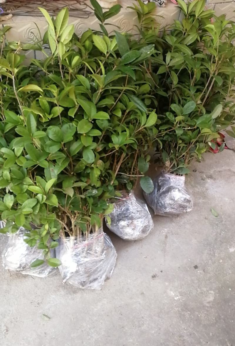 地栽盆栽四季桂金桂丹桂小苗品质优良免费包邮