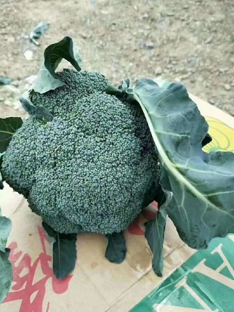【精品】西兰花根小个匀大量上市产地直销