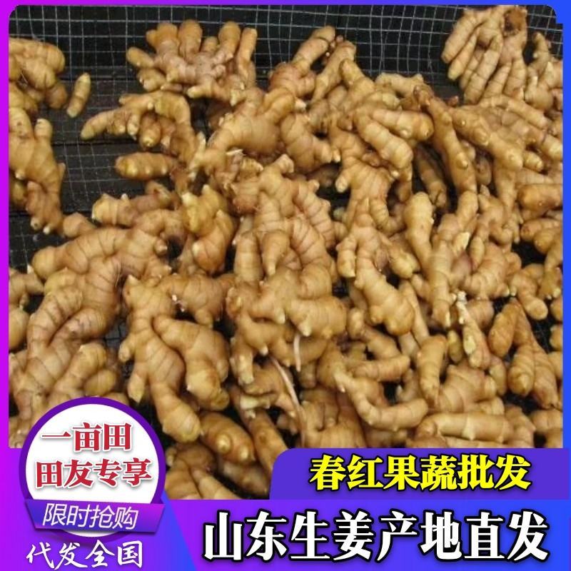 姜山东生姜基地！大小黄姜，大量现货！全国物流发货！