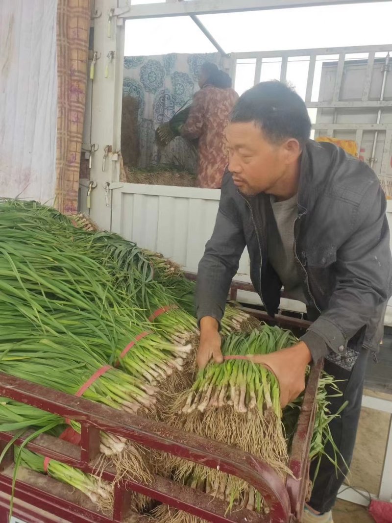 优质红根蒜苗40~45cm大量上市，根红叶绿，价格便宜