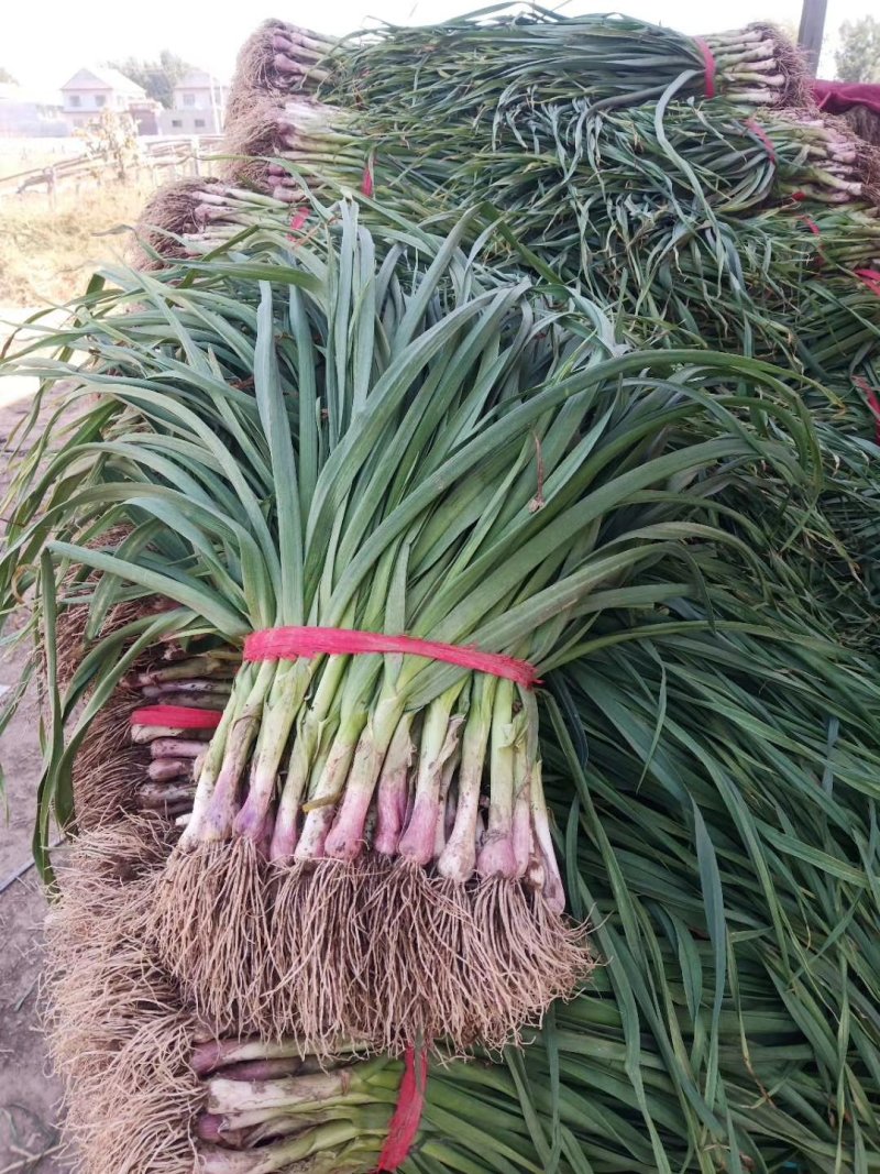 优质红根蒜苗40~45cm大量上市，根红叶绿，价格便宜