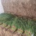 优质红根蒜苗40~45cm大量上市，根红叶绿，价格便宜