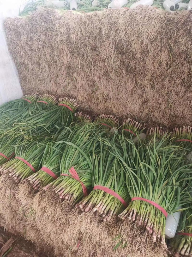 优质红根蒜苗40~45cm大量上市，根红叶绿，价格便宜