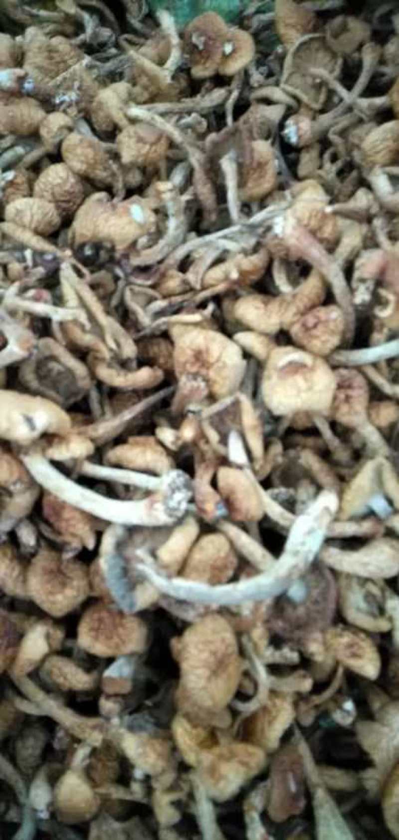 出售自家滑子菇。支持批发