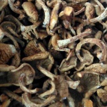 出售自家滑子菇。支持批发