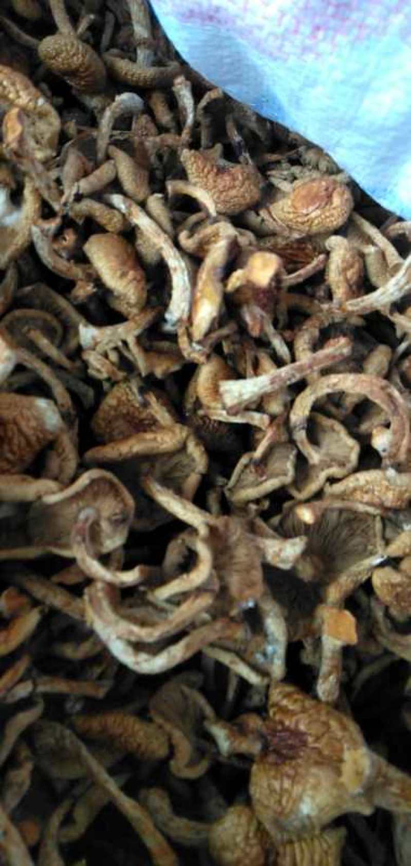 出售自家滑子菇。支持批发