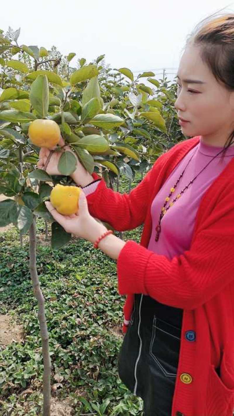 日本无核柿子苗不用暖即食果脆香甜品种齐全
