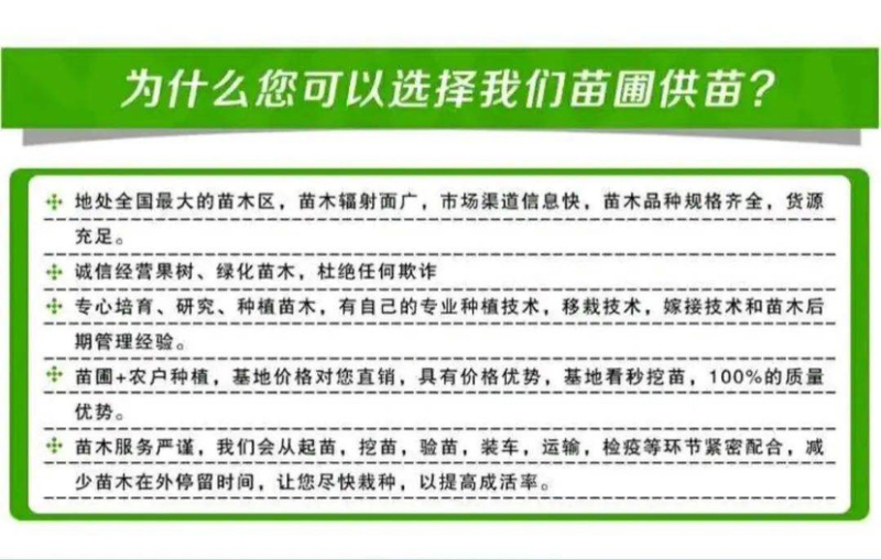 火晶柿子苗基地直发，技术指导品种纯正，现挖现发