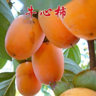 牛心柿子苗基地直发品种纯正技术指导死苗补发