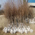牛心柿子苗基地直发品种纯正技术指导死苗补发