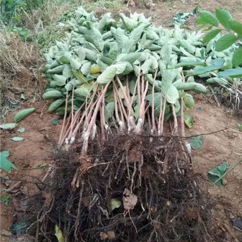 牛心柿子苗基地直发品种纯正技术指导死苗补发