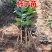 太阳金柿子苗基地直销品种保证技术指导死苗补发