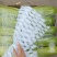 河北永年西葫芦质量好量大从优打包一条龙服务