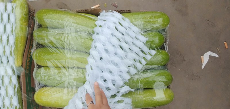 河北永年西葫芦质量好量大从优打包一条龙服务
