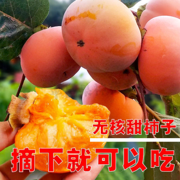 台湾脆柿子苗基地直发品种纯正技术指导死苗补发