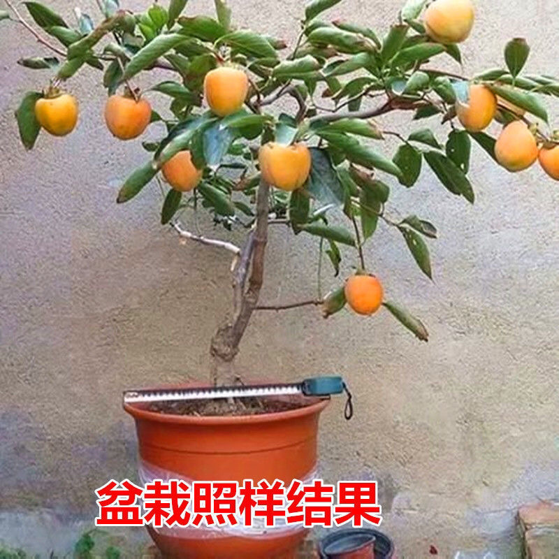 台湾脆柿子苗基地直发品种纯正技术指导死苗补发