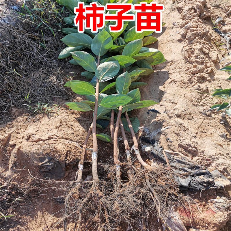 台湾脆柿子苗基地直发品种纯正技术指导死苗补发
